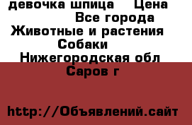 девочка шпица  › Цена ­ 40 000 - Все города Животные и растения » Собаки   . Нижегородская обл.,Саров г.